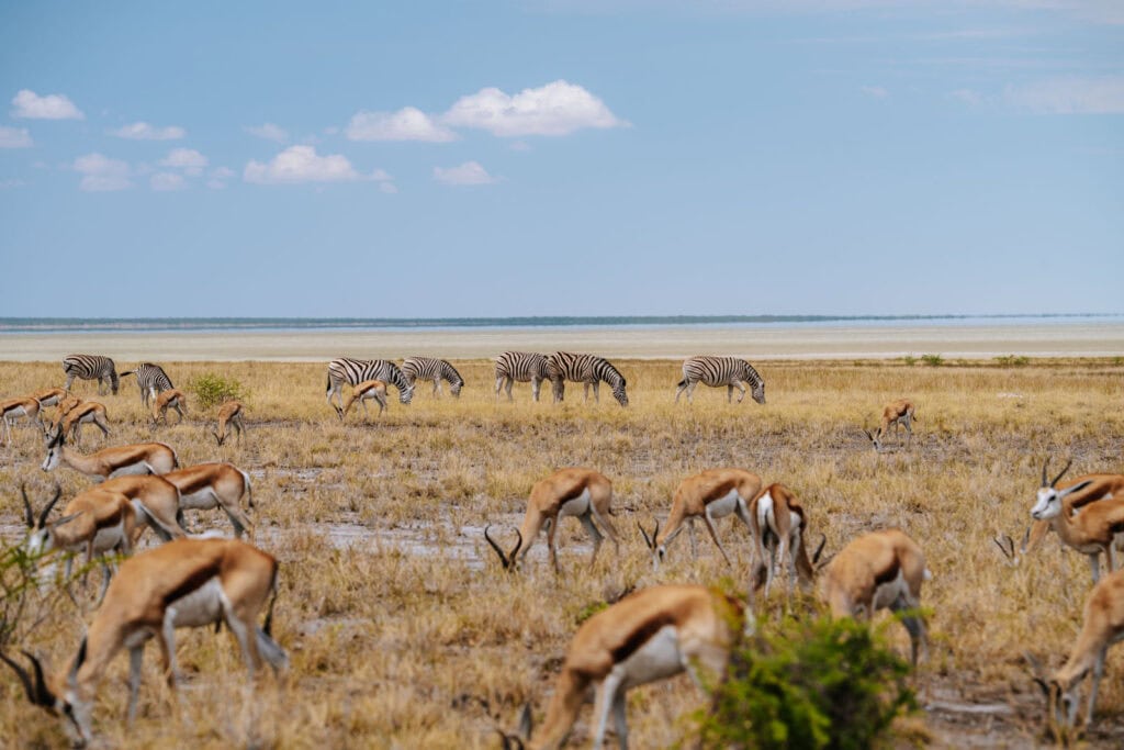 Tips voor beginners wildlife fotografie 