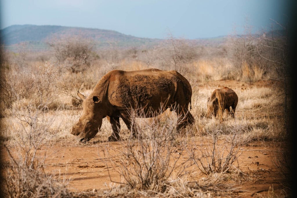 Neushoorns fotografie op safari tips 