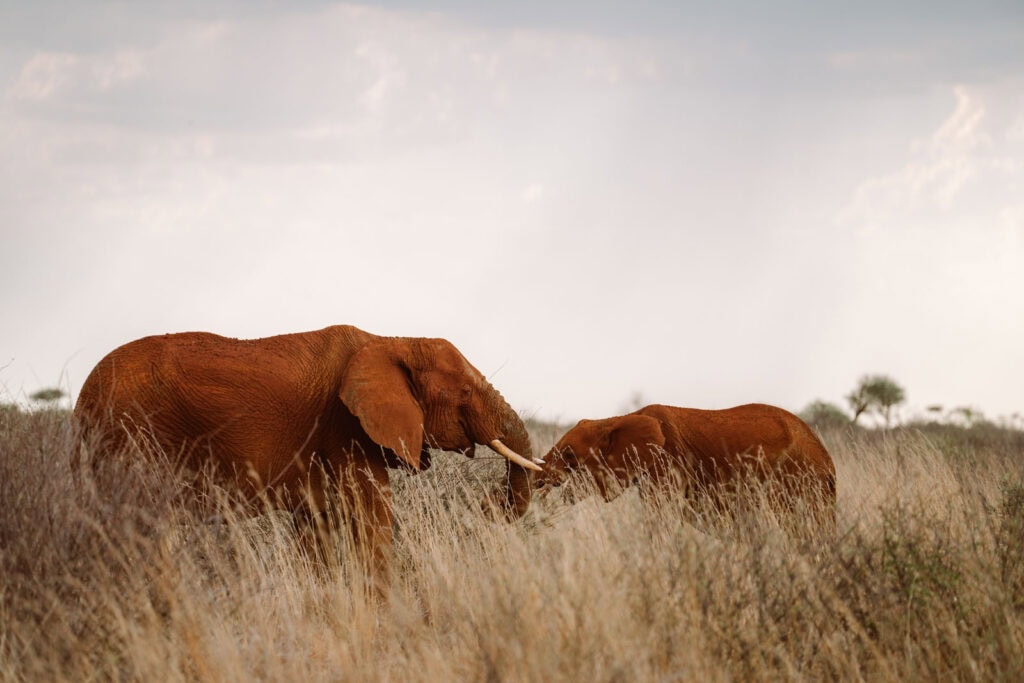 Tips om wilde dieren op de foto te zetten 