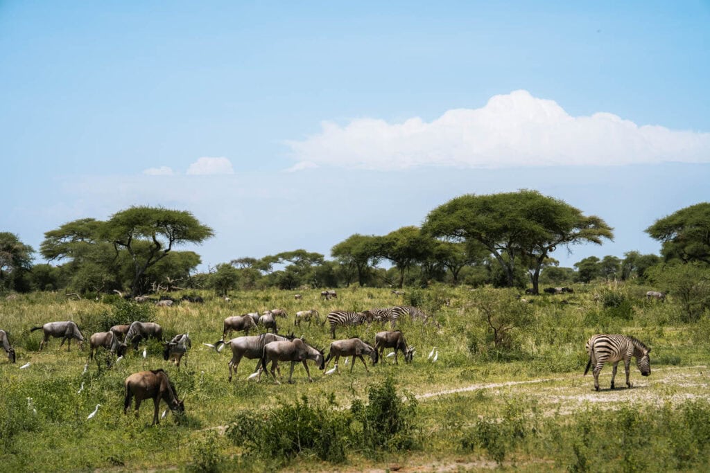 Tips voor safari fotografie