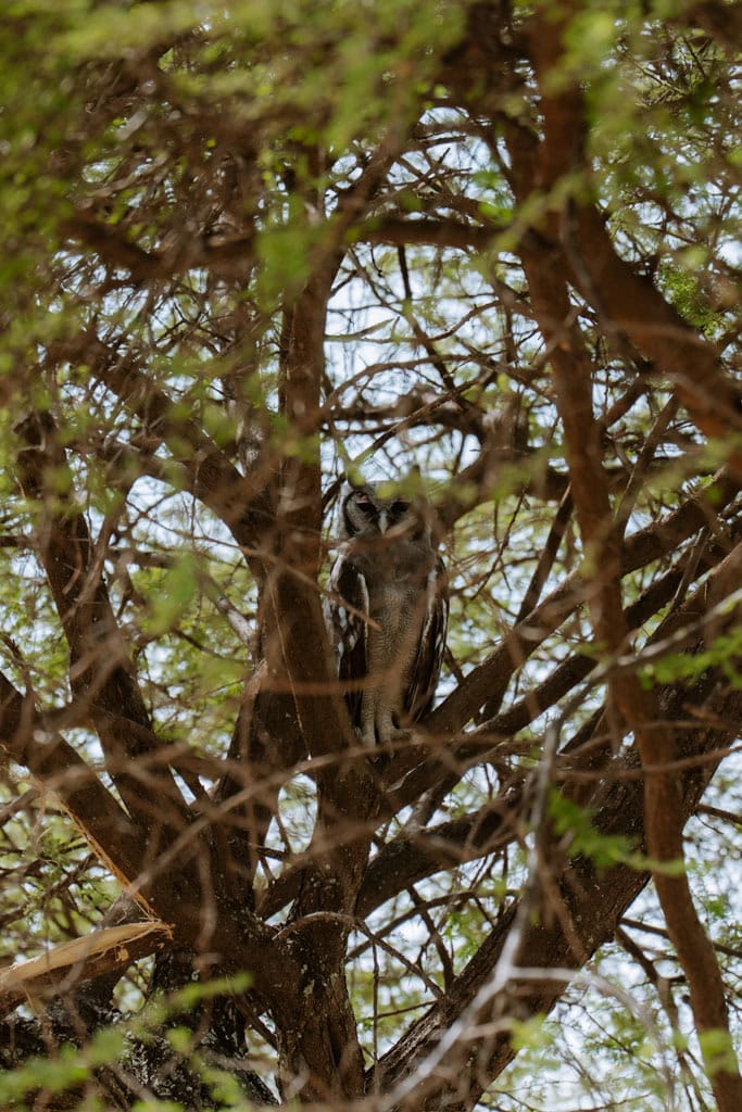 Tips voor wildlife fotografie