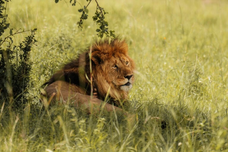 Safari fotografie tips