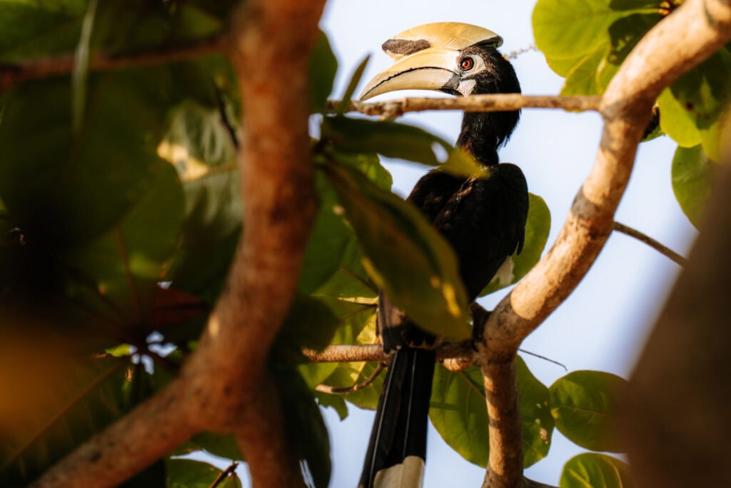 Neushoornvogel op het eiland Koh Yao Noi in Thailand 