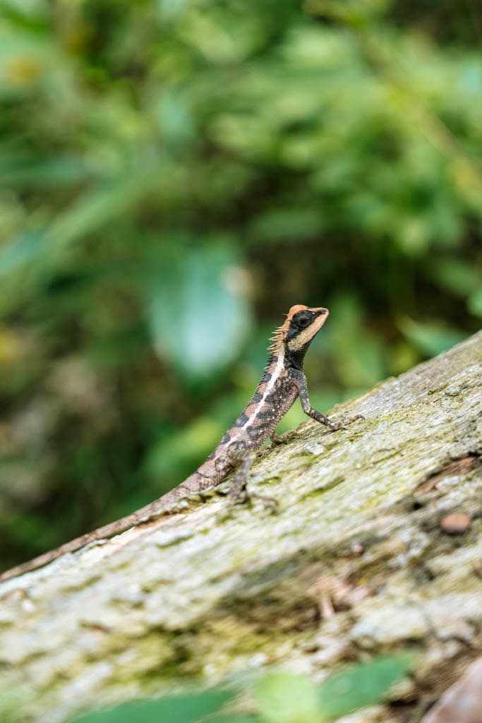Dier op Koh Samui Thailand 
